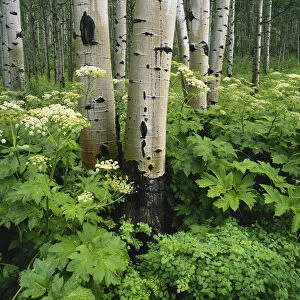 Colorado, White River National Forest, Quaking aspen ( Populus tremuloides) and Cow parsnip