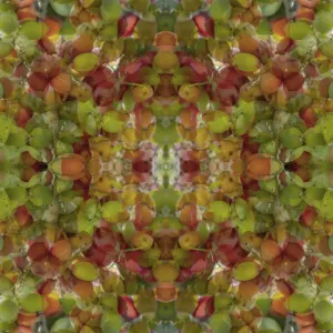 Colorful abstract of fruit Colorful abstract of fruit