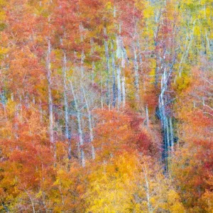 Colorful aspens in Logan Canyon during Autumn Colorful aspens in Logan Canyon during Autumn