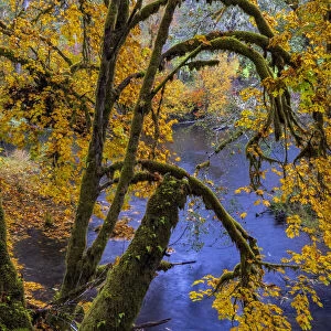 Colorful autumn maples along Humbug Creek in Clatsop County, Oregon, USA