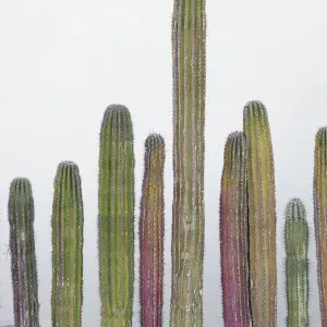 Colorful cactus. Cabo San Lucas, Mexico