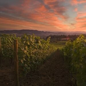 Colorful clouds of sunset over Adelsheim Vineyards and the Willamette Valley near Newberg, Oregon