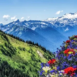 Colorful flowers, Mount Rainier, Crystal Mountain lookout, Pierce County, Washington State, Usa Colorful flowers, Mount Rainier, Crystal Mountain lookout, Pierce County, Washington State, Usa