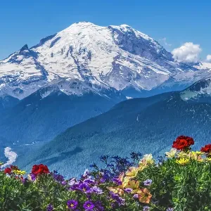 Colorful flowers, Mount Rainier, Crystal Mountain lookout, Pierce County, Washington State, Usa Colorful flowers, Mount Rainier, Crystal Mountain lookout, Pierce County, Washington State, Usa