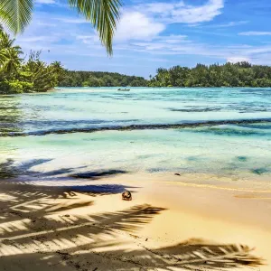 Hauru Point Beach Palm Trees Print, Moorea Island