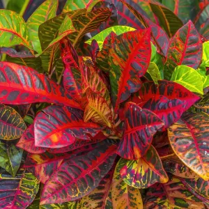 Colorful leaves, Moorea, Tahiti, French Polynesia