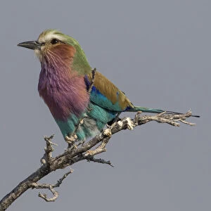 Colorful Lilac Breasted Roller, Etosha National Park