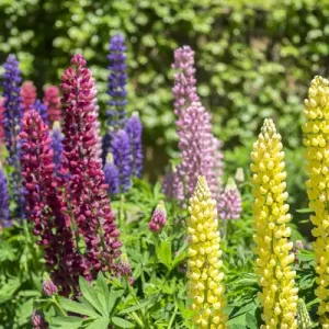 Colorful Lupines, USA