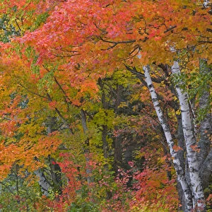 Colorful maple trees turn red in autumn in the Keweenaw Penninsula of the UP of Michigan