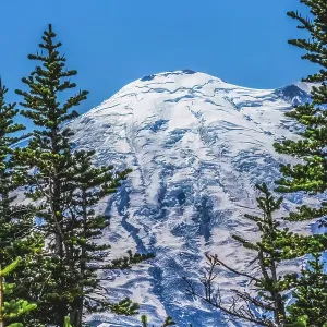 Colorful pine trees, Mount Rainier, Crystal Mountain lookout, Pierce County, Washington State, Usa Colorful pine trees, Mount Rainier, Crystal Mountain lookout, Pierce County, Washington State, Usa