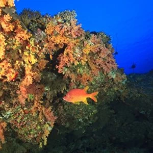 Colorful soft corals on ledge, North Huvadhoo Atoll, Southern Maldives, Indian Ocean