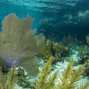 Colorful soft and hard corals shine in the clear blue waters on a coral reef of of Staniel Cay