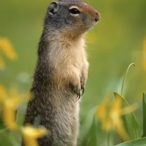 Columbian ground squirrel (Citellus columbianus), among glacier lilies, Glacier National Park