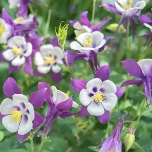 Columbine flowers, USA