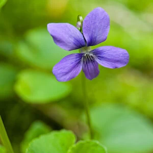 Common blue violets, Viola papilionacea, growing next to Gulf Brook in Pepperell, MA