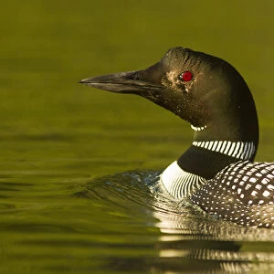 Common Loon on Beaver Lake in the Stillwater State Forest near Whitefish, Montana, USA