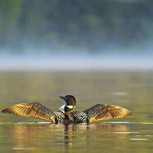 Common loon drying wings on Beaver Lake in the Stillwater State Forest near Whitefish