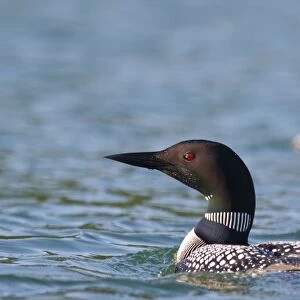 Common Loon in morning light on Whitefish Lake in Montana