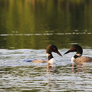 Common loons, Gavia immer, on White Lake in Tamworth, New Hampshire