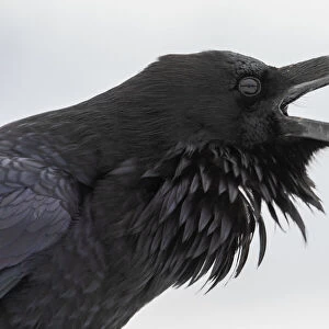 Common raven calling