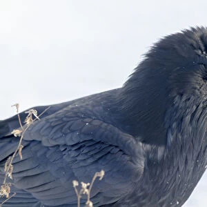 The common raven (northern raven) is a large all-black passerine bird found across