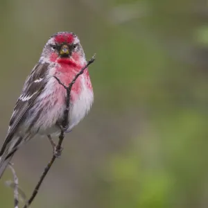 Common Red Poll Print (Alaska) Common Red Poll Print (Alaska)