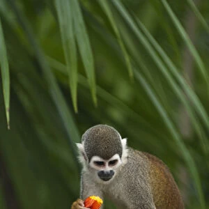 Common Squirrel Monkey (Saimiri sciureus) CAPTIVE Amazon Rain Forest. ECUADOR