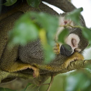 Common Squirrel Monkey (Saimiri sciureus), Yasuni National Park, Amazon Rainforest, ECUADOR