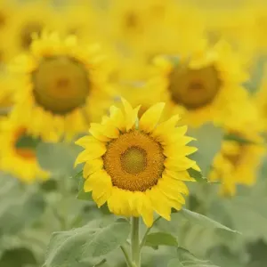 Common Sunflower, Helianthus annuus, field in bloom, Texas, USA