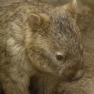 Common Wombat (Vombatus ursinus) AUSTRALIA