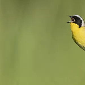 Common yellowthroat singing