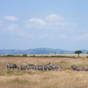 Common Zebra (Equus quagga) on the savanah, Masai Mara National Reserve, Kenya