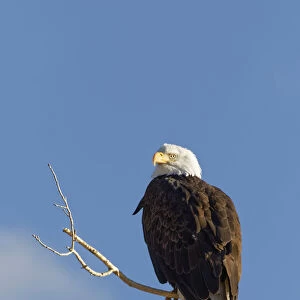 Composite of bald eagle on branch protruding from water