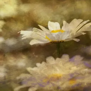 Composite image of Oxeye Daisy and texture, Louisville, Kentucky