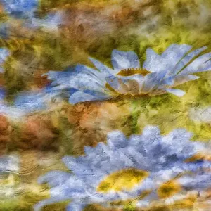 Composite image of Oxeye Daisy and texture, Louisville, Kentucky