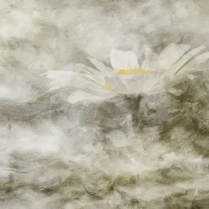 Composite image of Oxeye Daisy and texture, Louisville, Kentucky, Leucanthemum vulgare