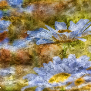 Composite image of Oxeye Daisy and texture, Louisville, Kentucky