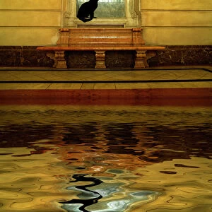 Concept of black cat and water. Credit as: Jim Zuckerman / Jaynes Gallery / DanitaDelimont