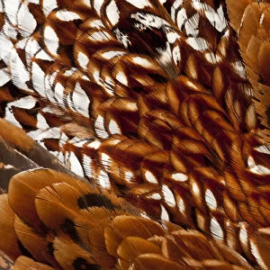 Cooper Pheasant feather pattern
