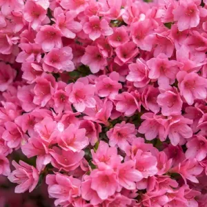 Coral Bells Azalea Print Coral Bells Azalea Print