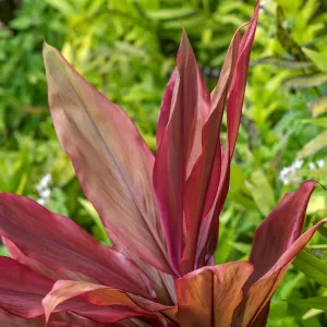 Cordyline fruticosa Print Cordyline fruticosa Print