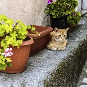 Corfu, Greece. Orange Tabby Cat lays down near potted plants Corfu, Greece. Orange Tabby Cat lays down near potted plants