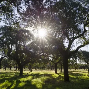 Cork oak (Quercus suber) in the Alentejo. Europe, Southern Europe, Portugal, Alentejo Cork oak (Quercus suber) in the Alentejo. Europe, Southern Europe, Portugal, Alentejo
