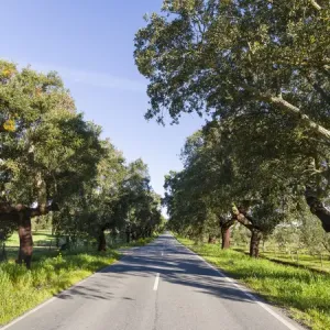 Cork oak (Quercus suber) in the Alentejo. Europe, Southern Europe, Portugal, Alentejo Cork oak (Quercus suber) in the Alentejo. Europe, Southern Europe, Portugal, Alentejo