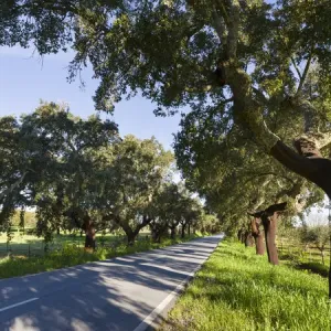 Cork oak (Quercus suber) in the Alentejo. Europe, Southern Europe, Portugal, Alentejo Cork oak (Quercus suber) in the Alentejo. Europe, Southern Europe, Portugal, Alentejo