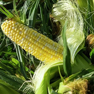 Corn for sale at a farmers market, Charleston, South Carolina. USA