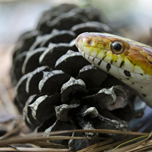 Corn Snake (Elaphe guttata) CAPTIVE The Orianne Indigo Snake Preserve