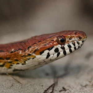 Corn Snake (Elaphe guttata), or red rat snake Little St Simons Island, Barrier Islands