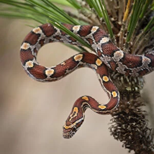 Corn Snake in long-leaf pine. A docile non-venomous snake found throughout Florida