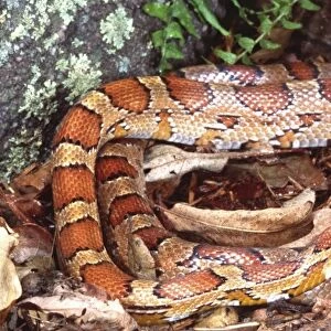 Corn Snake (Red Rat Snake), Elaphe guttata, Native to Eastern US